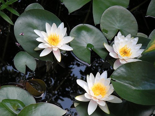 020909 Garten September 009