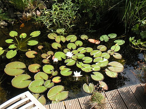 030700 Garten im Juli 009