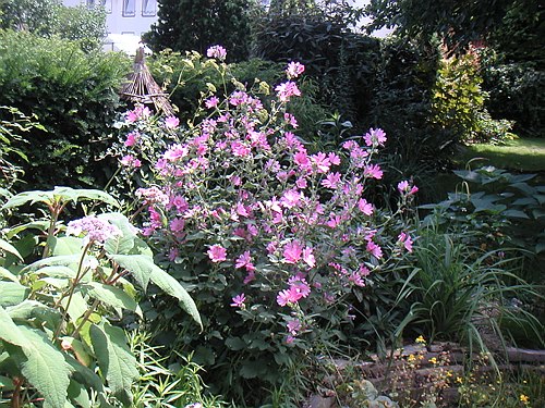 030700 Garten im Juli 006